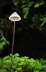 日本の山に生えるキノコの写真