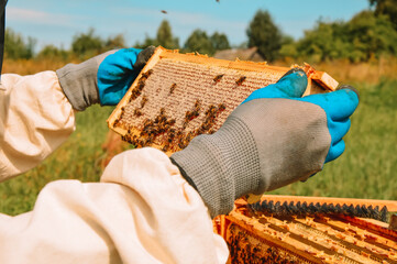 A beekeeper in a protective suit examines a sealed frame with honey against a blue sky. Eco apiary...