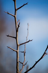 Opening buds on the branches in springtime. Selective focus, shallow depth of field.