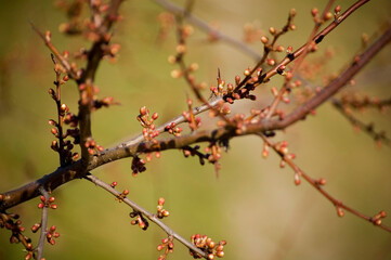 Opening buds on the branches in springtime. Selective focus, shallow depth of field.