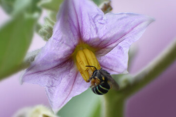 bee on flower