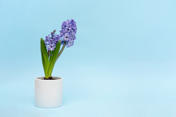 Fototapeta na wymiar Beautiful blue hyacinth flowers bloom in white pots, hyacinth on a blue wall background, Fragrant flowering plants in the family.