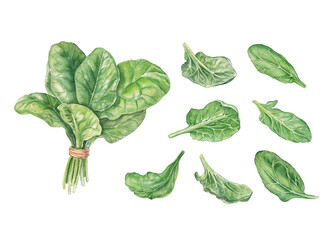 Image of Watercolor bunch of spinach and leaves on white printed on Printed Glass Splashbacks