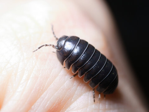 ダンゴムシ Images Browse 232 Stock Photos Vectors And Video Adobe Stock