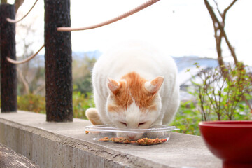 キャットフードを食べる野良猫の写真　日本　アジア