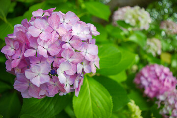 ピンクのあじさい