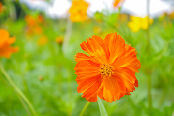花畑のコスモス