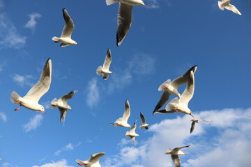 bird sky 