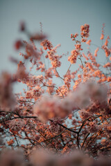 Kirschbaum blüht im Frühling