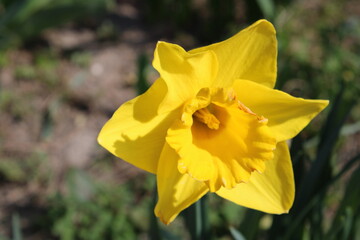 flower spring blossom green