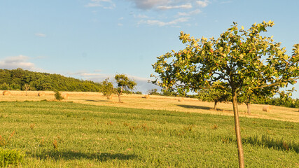 Apple trees in a meadow in front of a field on which straw bales. Harvest time