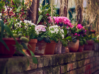 Fototapeta na wymiar Primroses, hyacinths and other bright flowers in stylized flower pots stand in a row on the stone wall in the greenhouse.
