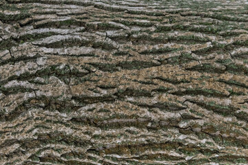 Tree bark abstract natural embossed wood texture nature skin old green pattern background