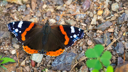 Fototapeta na wymiar Admiral butterfly on the forest floor. Rare insect with bright colors.Macro animal photo