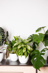 Green living indoor plants in a simple house. The concept of home floriculture.