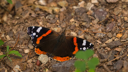 Admiral butterfly on the forest floor. Rare insect with bright colors.Macro animal photo