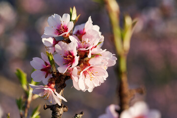 Fototapeta na wymiar Close up of almond trees in bloom in springtime on a sunny day