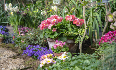 Fototapeta na wymiar Primroses, hyacinths and other bright flowers in stylized flower pots stand in a row on the stone wall in the greenhouse.