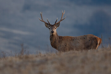 Young red deer stag standing on the dry meadow in spring, wildlife, Cervus elaphus, Slovakia