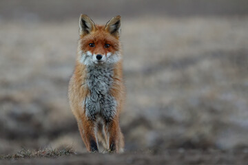 Portrait of red fox on mountain meadow facing the camera, Vulpes vulpes, Slovakia