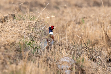 Common pheasant (Phasianus colchicus) in a colorful autumn