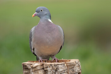 Front view of common european wood pigeon.