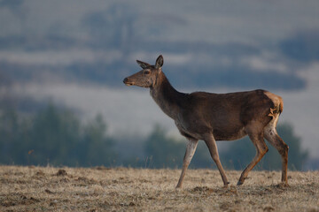 Red deer female walking on the dry meadow, wildlife (Cervus elaphus)
Slovakia