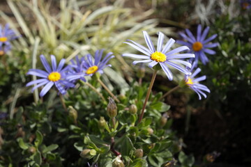 青紫の花が咲いている