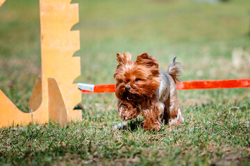 Dog in agility competition set up in green grassy park