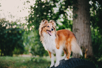 Adorable shetland sheepdog (sheltie dog)