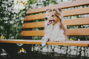 Adorable shetland sheepdog (sheltie dog) on the bench at the park