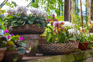Primroses, hyacinths and other bright flowers in stylized flower pots stand in a row on the stone...