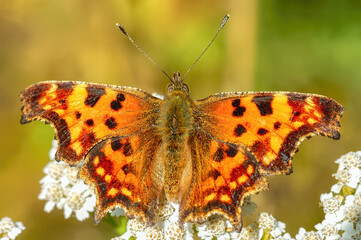 Butterfly (Polygonia c-album) opened its wings close-up. Butterfly sits on white flowers.