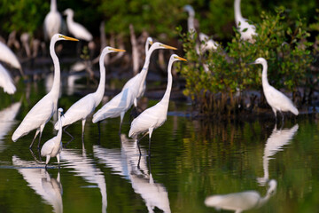 Egret foraging in the mangrove forest