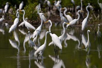 Egret foraging in the mangrove forest