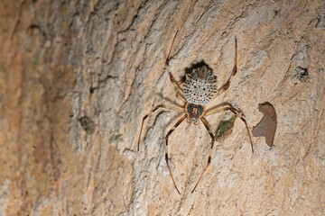 Spiders jump on trees
