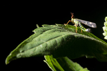 close up grasshopper in nature on the tree