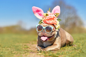 Easter bunny dog. Funny French Bulldog dog dressed up with rabbit ears headband with flowers and...