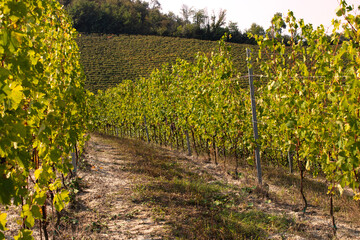Fototapeta na wymiar Vineyards in Dogliani. Harvest season in Piedmont, Italy