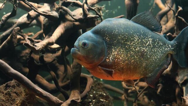Piranha closeup in the aquarium. fish that live in rivers and fresh water bodies in the tropical part of South America.