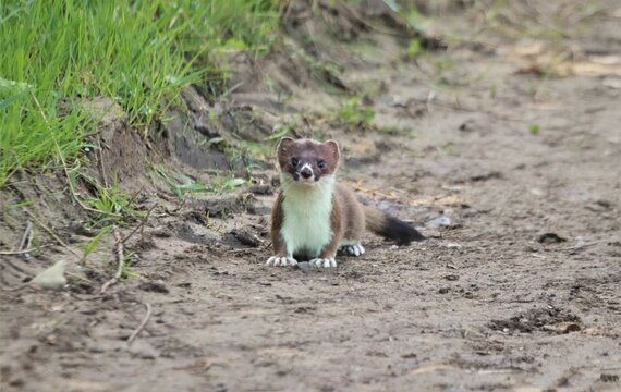 Young stoat on a muddy path