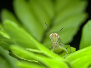 closeup face of grasshopper on the fern leaf