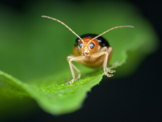 closeup pumkin beetle on the leaf