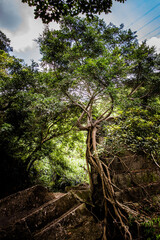 Old tree in ruin, outdoor