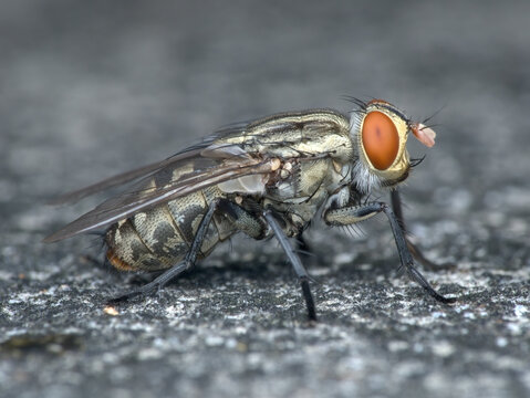 flesh fly on the ground seen from the side