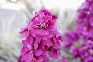 紫色の花。公園の花壇にて。