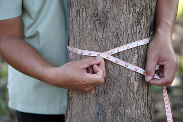 Botanist's hand is measuring trunk of tree to analysis and research about growth of tree. Concept :...