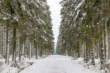 Un chemin enneigé dans la forêt