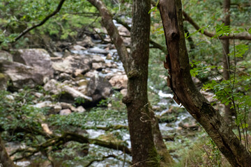 Fast flowing water/waterfalls flowing through the Aberglaslyn Pass near to Beddgelert, in Snowdonia National Park, north Wales