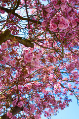 Pink cherry blossom in spring with clear blue skies